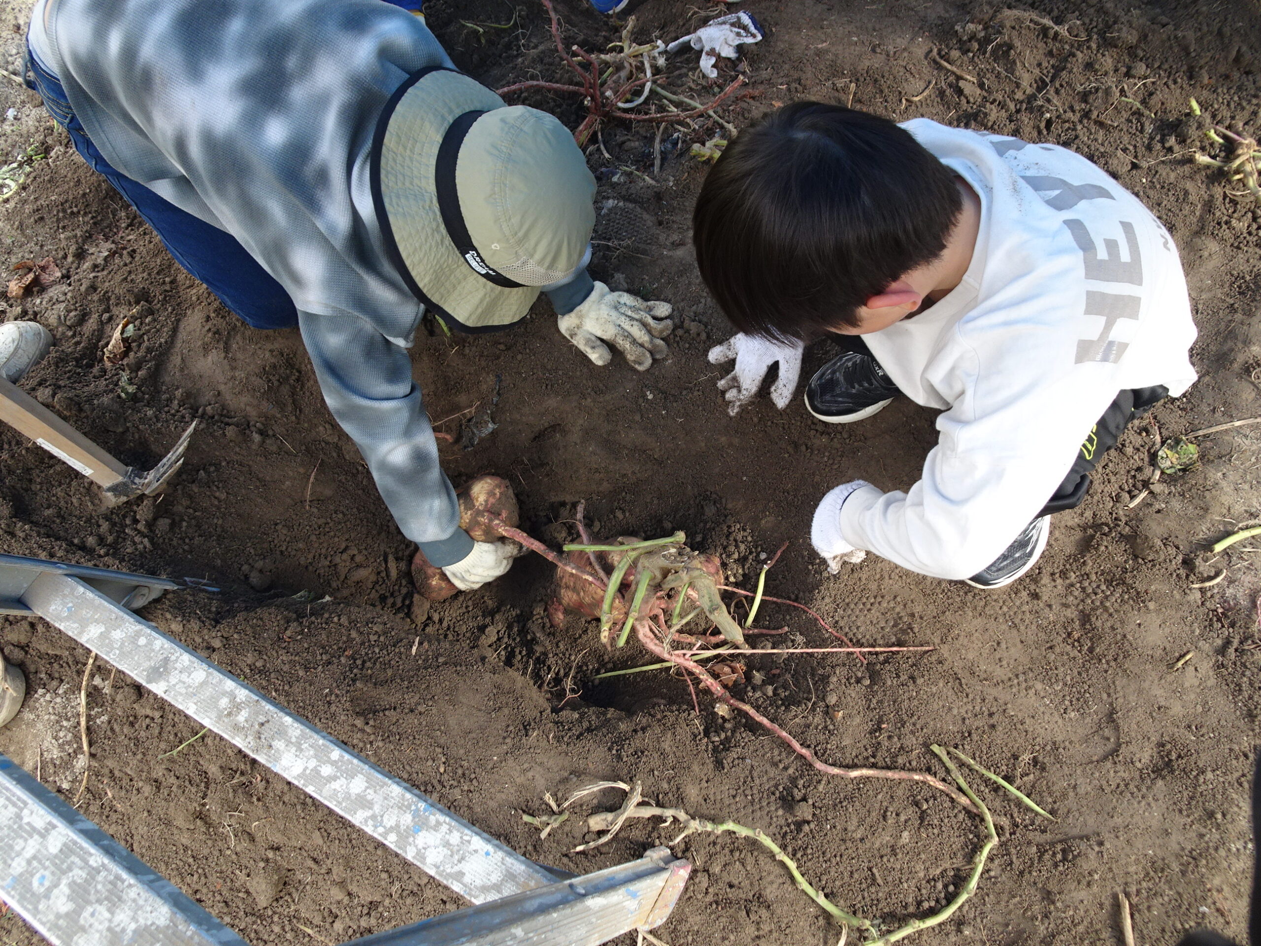 若松園の子供たちを芋ほりに招待しました。2025年10月25日